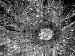 Luna - 09/03/2001
crater Tycho